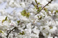 Prunus 'Amayadori' - April