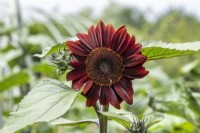 Helianthus annuus 'Moulin Rouge' - Sunflower