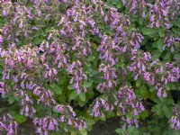 Teucrium chameaedrys - Germander  Norfolk herb garden July