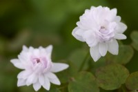 Anemonella thalictroides 'Blushing Bride'