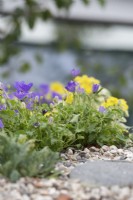 Campanula carpatica - Tussock bellflower on a living roof in the The Cotton Traders Greener Future Garden at RHS Tatton park flower show 2022 - Designed by Lynn Cordall