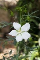 Hibiscus coccineus var. Alba - White Swamp Mallow