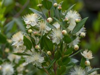 Myrtus Common myrtle in flower late July Norfolk