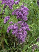 Buddleja davidii 'Dartmoor' in flower August 