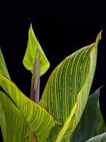 Canna 'Phasion' leaf detail