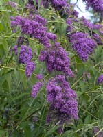 Buddleja davidii 'Dartmoor' in flower August 