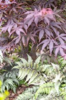 Athyrium niponicum - Japanese painted fern planted under Acer palmatum - Japanese maple