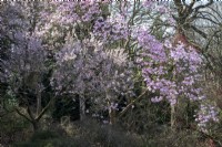 Magnolias at Savill Gardens in Windsor, spring time