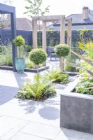 Standard Buxus underplanted with ferns and Heuchera
