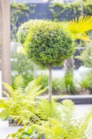 Standard Buxus underplanted with ferns