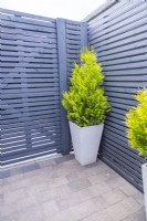 Cypressus leylandii in a pot by fence corner