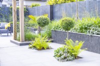 Standard Buxus underplanted with ferns Heuchera