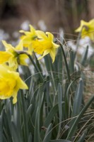 Narcissus 'Rijnveld's Early Sensation' - daffodil - February