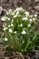 Leucojum aestivum - summer snowflake - February