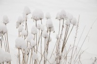 Snow formed on heads of Agapanthus 'Lilliput' - African lily - February