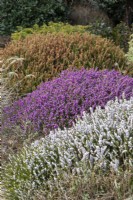 Arrangement of Erica vagans f. alba 'Lyonesse', Erica x darleyensis 'Silberschmeize' and Erica x darleyensis 'Kramer's Rote' - February

Foggy Bottom, The Bressingham Gardens, Norfolk, designed by Adrian Bloom