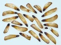 Pinus Radiata - Monterey Pine cone seeds from the cone