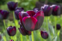 Tulip 'Paul Scherer' flowering in spring 