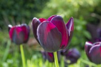 Tulip 'Paul Scherer' growing in spring 