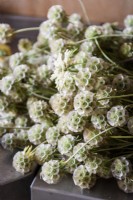 Seedheads of Scabiosa stellata 'Ping Pong' in July