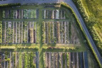Aerial view of a flower farm in July