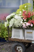 Freshly picked bunches of antirrhinum, Ammi majus and fennel on a trolley at a flower farm in July