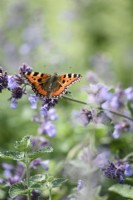 Small tortoiseshell, Aglais urticae, butterfly on catmint in July