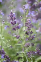 Nepeta, catmint in July