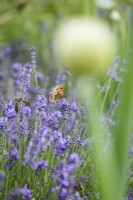 Meadow browns, Maniola jurtina, on lavender in July