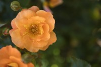 Rosa 'Westzeit' rose