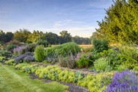 Part of mixed, terraced border with countryside behind. The low wall  is underplanted with Alchemilla mollis.   Other plants include lavender (Lavandula angustifolia 'Munstead'),  Sedum spectabile and Sedum telephium (Atropurpureum Group), phlox, penstemon, and Echinops ritro.