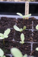 Seedlings in the greenhouse in July