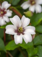 Clematis texensis 'Princess Kate'