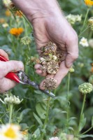 Calendula - Picking pot marigold seed heads