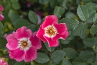 Rosa 'Pink Meidiland' rose