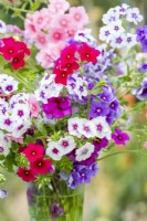 Bouquet of Phlox drummondii 'Tapestry'