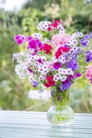 Bouquet of Phlox drummondii 'Tapestry'