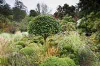 Formal country garden in November with a central Portuguese laurel, Prunus lusitanica, surrrounded by clipped box interspersed with grasses.