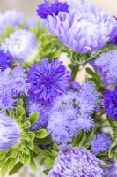 Small bouquet containing Callistephus 'Light Blue', Centaurea 'Double Blue' and Ageratum 'Blue Mink'