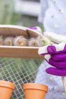 Woman placing the teasel heads in the top section of the sieve