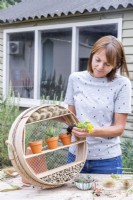Woman planting succulents in the small pots in the sieve