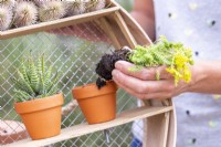 Woman planting succulents in the small pots in the sieve