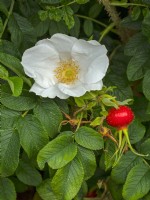 Rosa 'Opalia'  flower and hip August