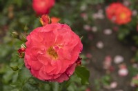 Rosa 'Gebruder Grimm' rose