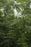 Toona sinensis,  Chinese mahogany