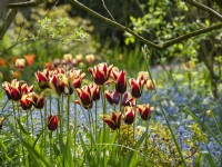 Tulipa 'Doberman' growing together with forget me nots and spring foliage.