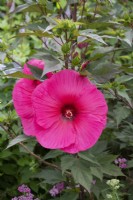 Hibiscus moscheutos 'Planet Griotte' - Rose mallow