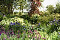 Bog garden at Doddington Hall in May full of  irises and candelabra primulas.