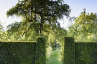 Yew hedges framing the wild garden at Doddington Hall near Lincoln in May