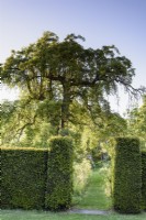 Yew hedges framing the wild garden at Doddington Hall near Lincoln in May
